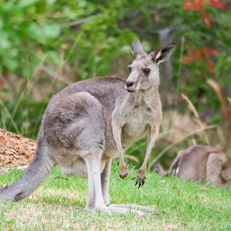 Possum Gully Lodge - Stay 2 Nights, Get The 3Rd Night Free Berry Exterior photo