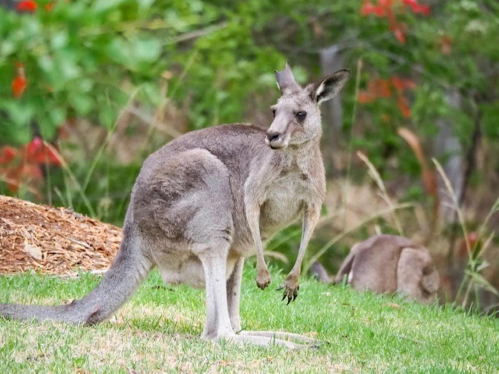 Possum Gully Lodge - Stay 2 Nights, Get The 3Rd Night Free Berry Exterior photo